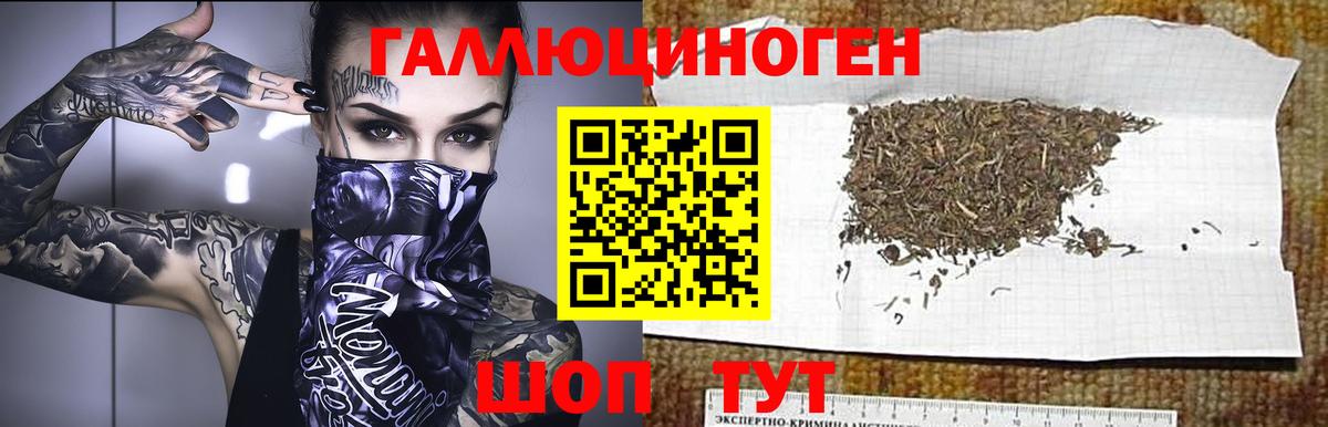 Галлюциногенные грибы Psilocybe Избербаш